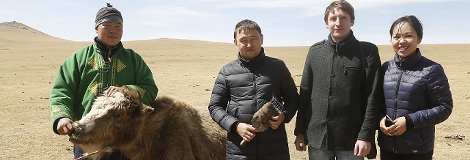 10 фактов о монгольских яках