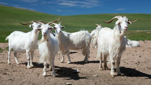 Cashmere-goats.jpg